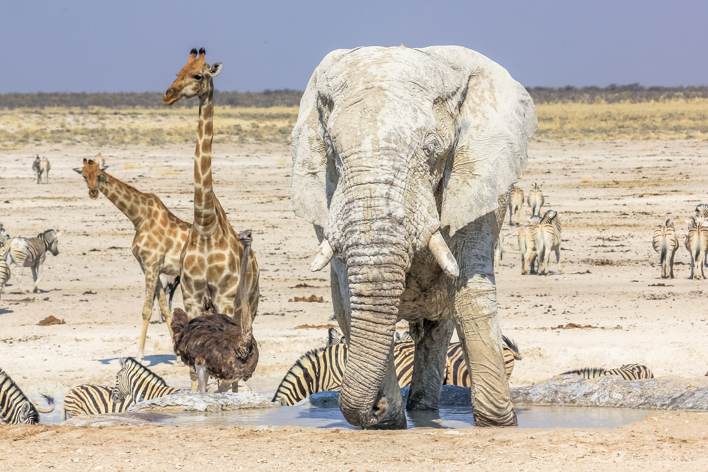 etosha national park.webp